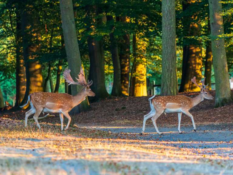 Wildpark Dülmen fietsroutes en kaart | Komoot