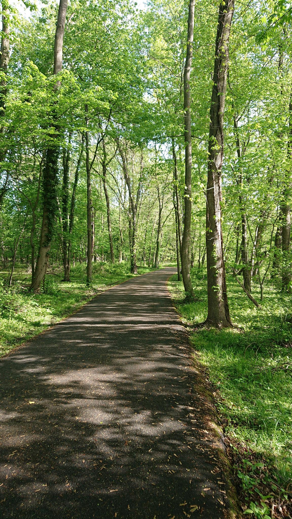 A paved path winds through a vibrant green sunlit forest.