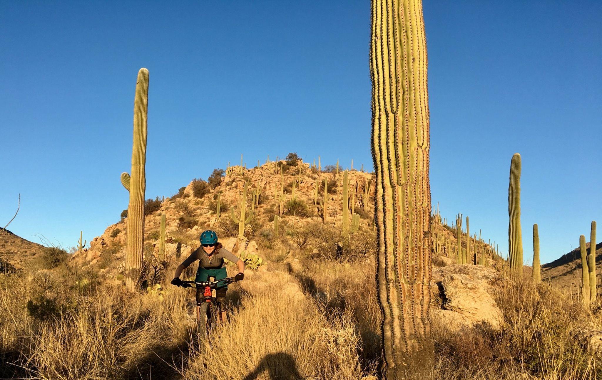 Mountain biker rides past tall saguaro cacti on a sunny desert trail.