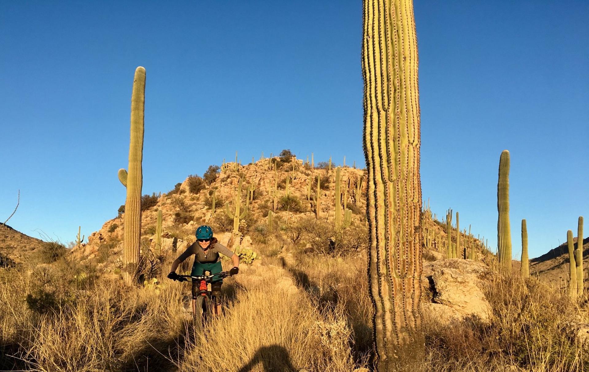 Mountain biker rides past tall saguaro cacti on a sunny desert trail.