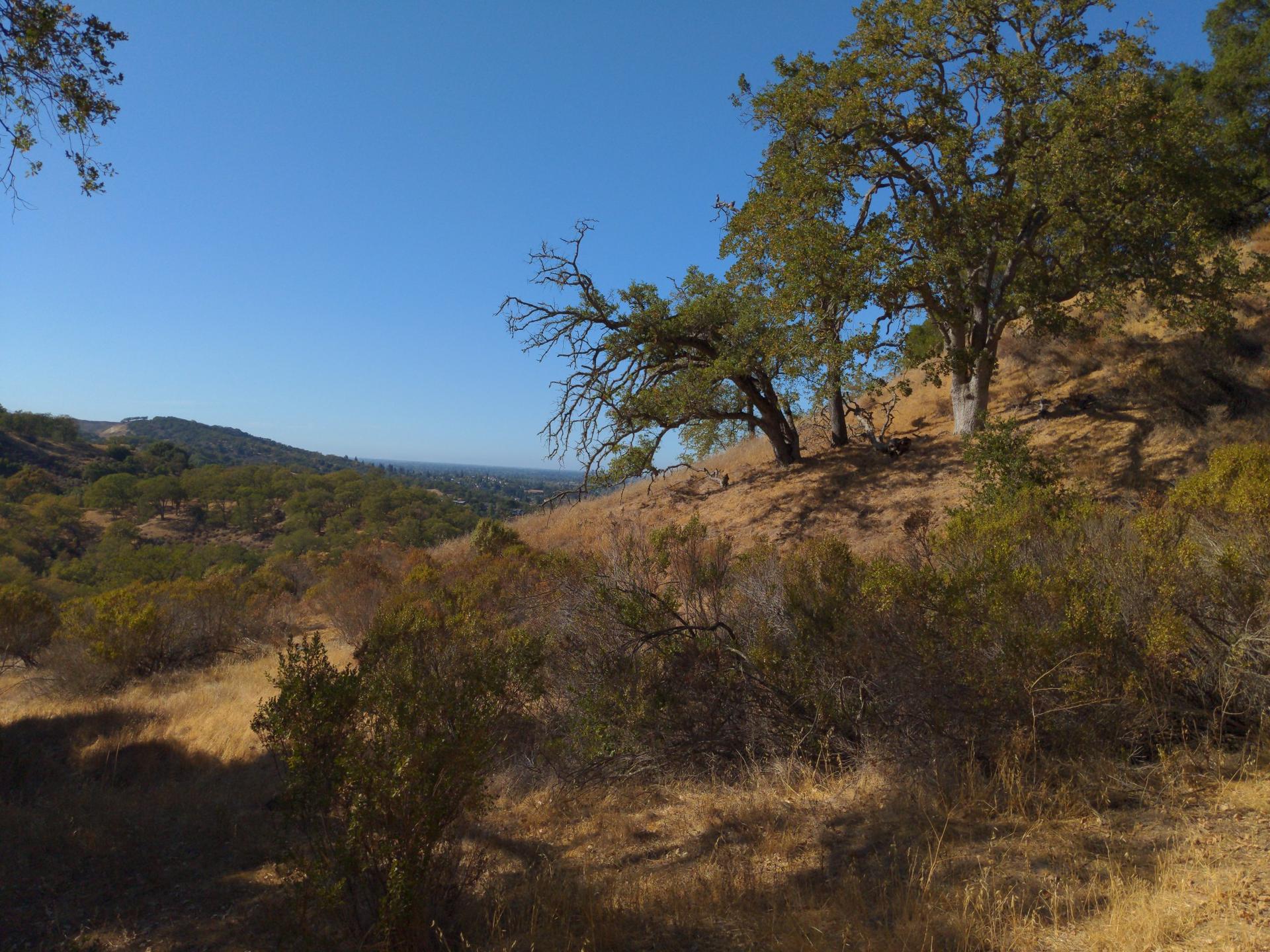 Large trees on a dry hillside overlooking a distant valley.