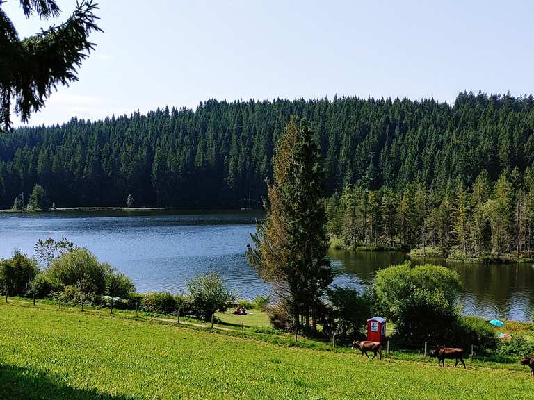 Eschacher Weiher Wanderungen und Rundwege komoot