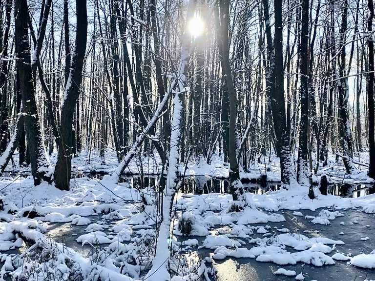 Volksdorfer Wald: Wanderungen und Rundwege | komoot