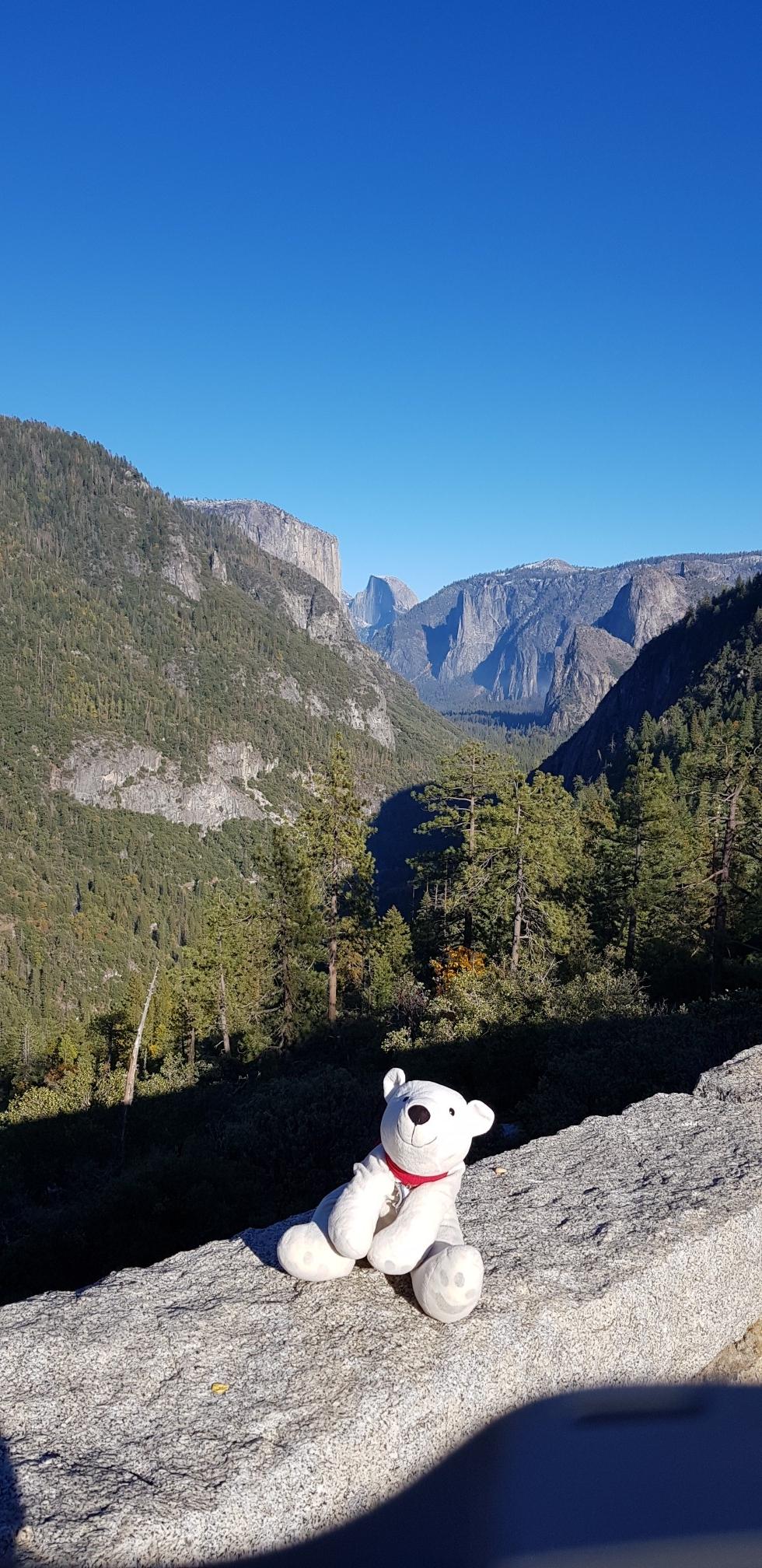 A white teddy bear sits on a rock, overlooking a forested valley.
