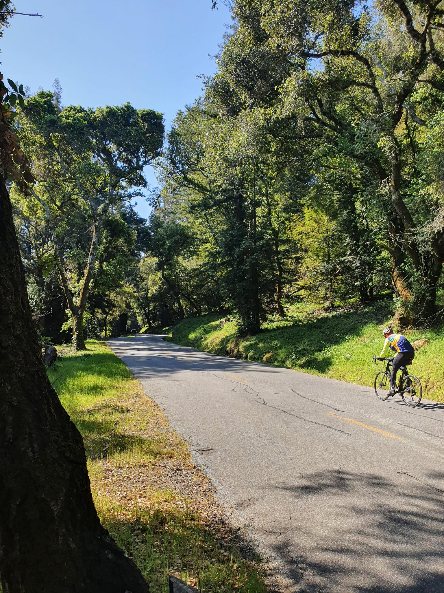 Cyclist on a winding road shaded by tall trees, bathed in dappled sunlight.
