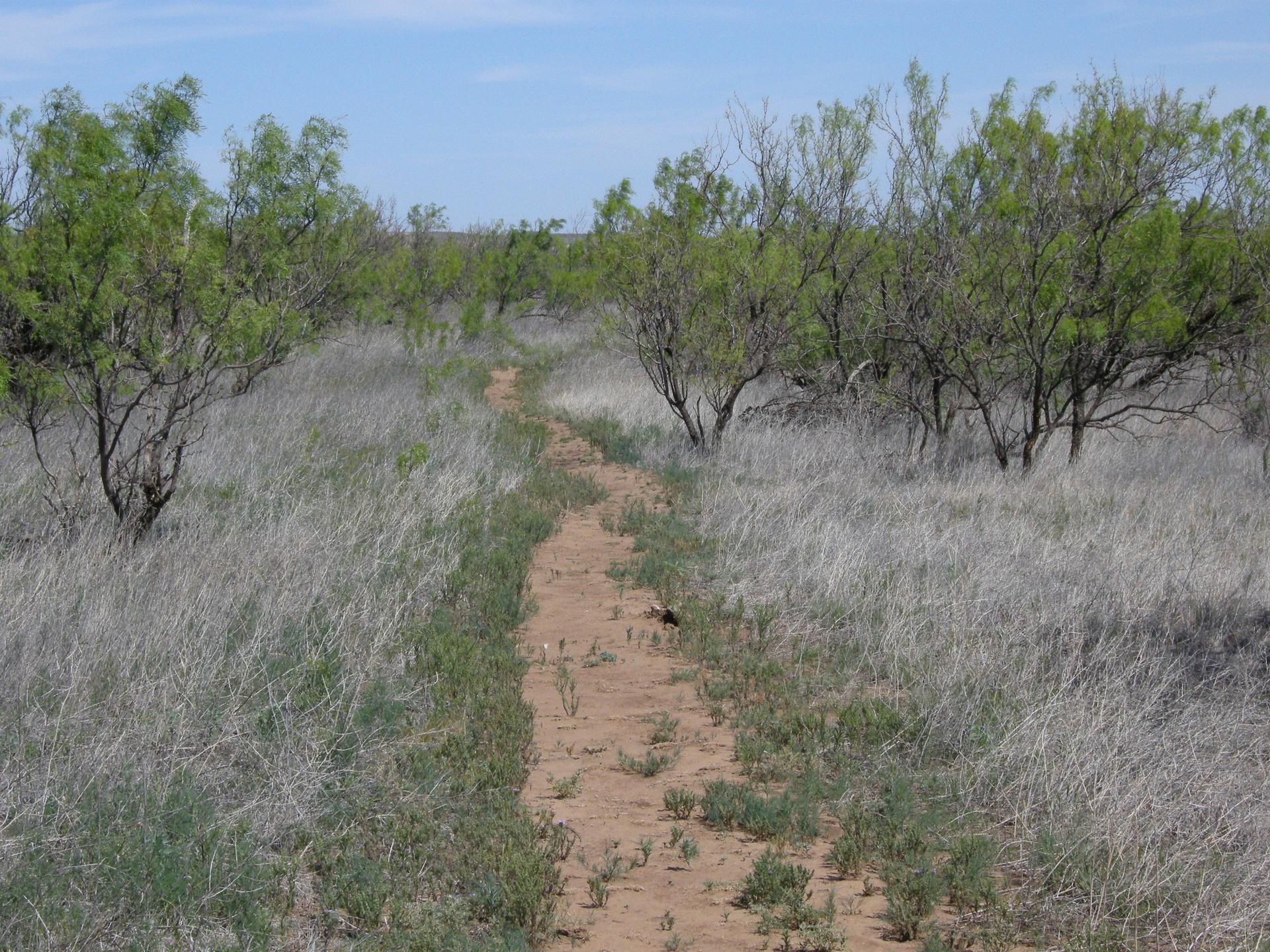 A dirt path winds through dry grass and green brush on a sunny day.