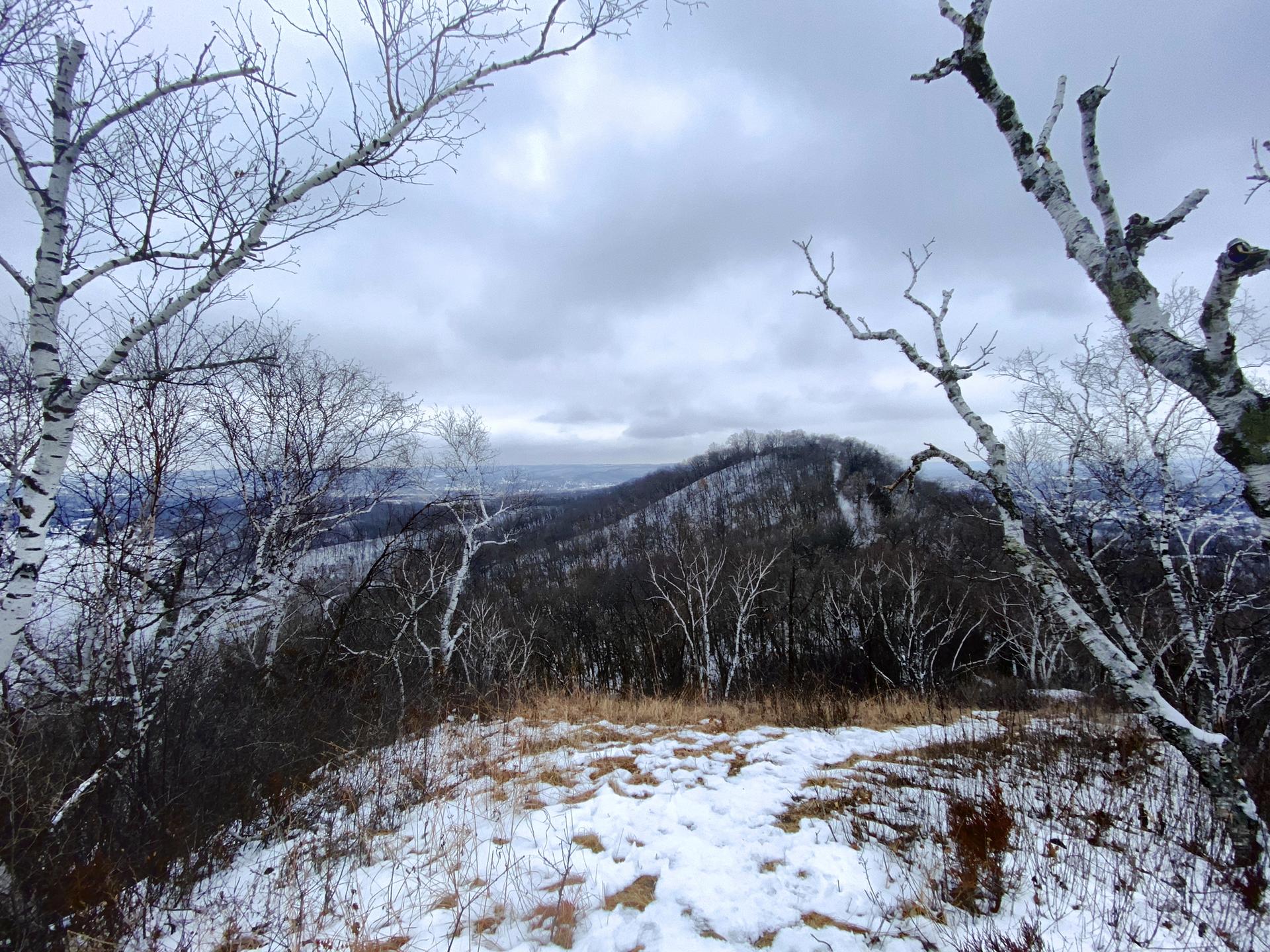 Snowy clearing with bare birch trees framing a distant winter hill.