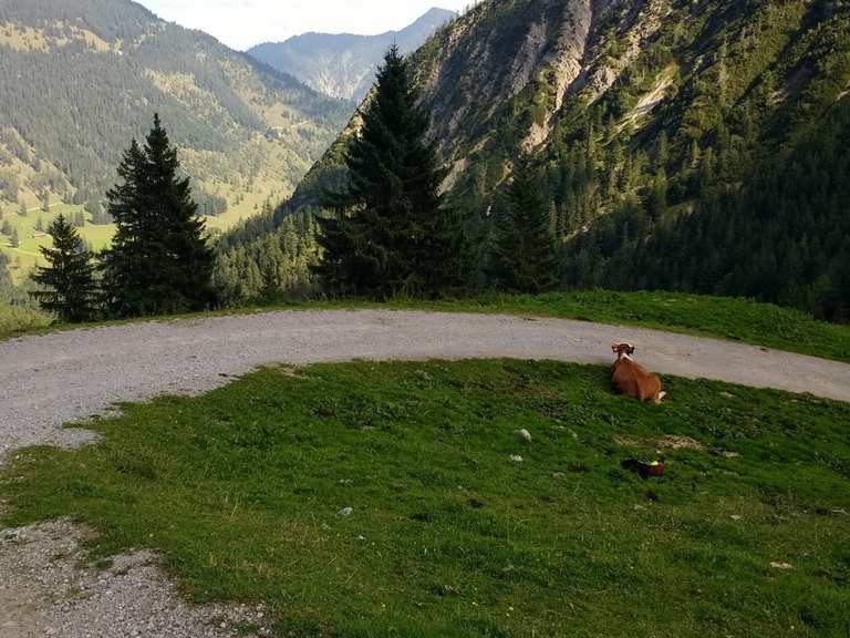 SchellenbergAlm Wanderungen und Rundwege komoot