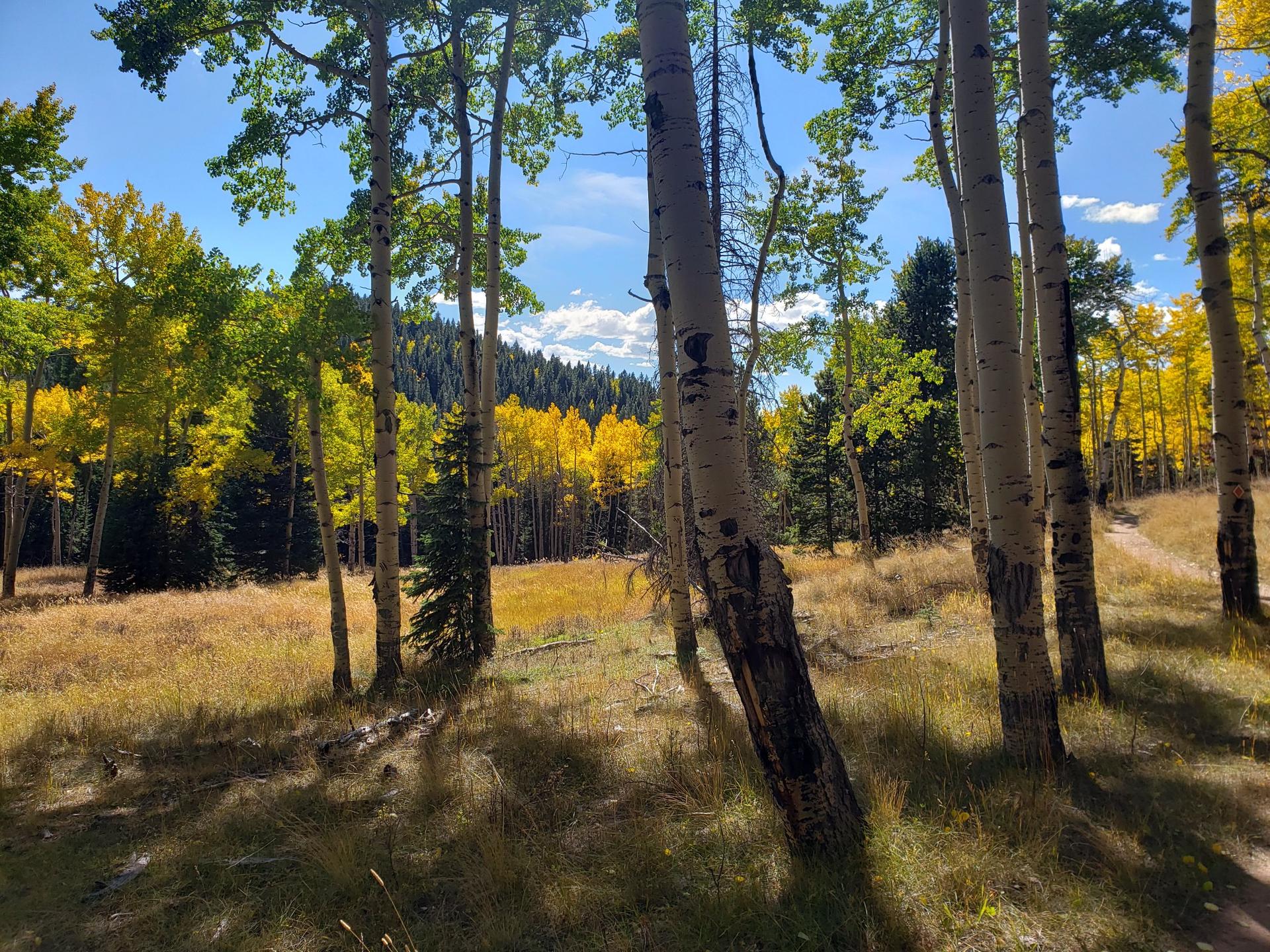 Sunny meadow with white-barked aspen trees, some with bright yellow leaves.