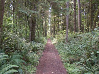 A narrow dirt path winds through a dense, sun-dappled forest of ferns and trees.