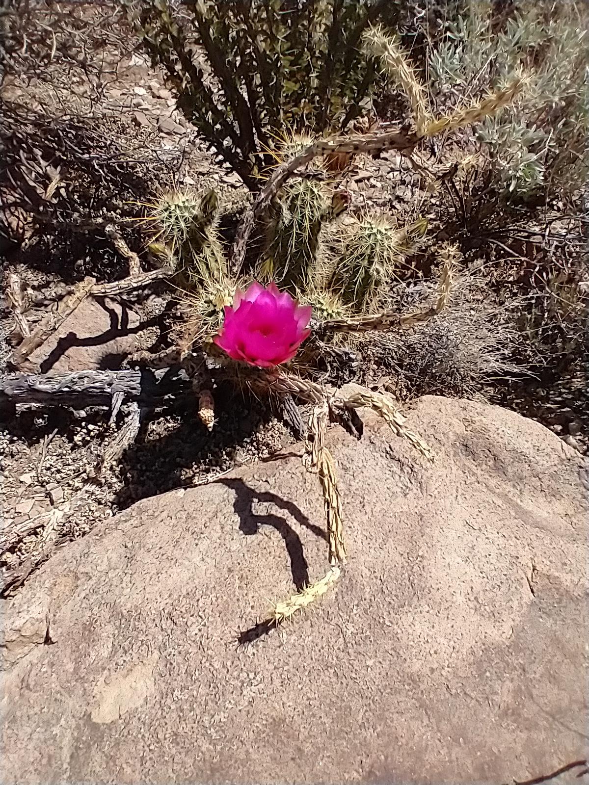 A vibrant pink flower blooming on a spiky cactus, casting shadows on a rock.