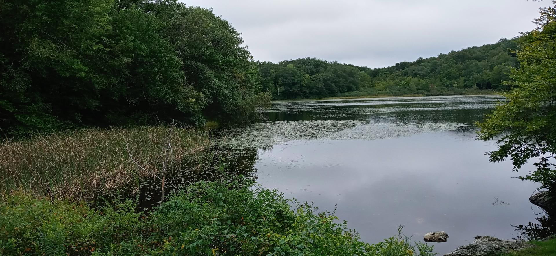 A calm lake with lily pads, surrounded by lush green trees under a cloudy sky.