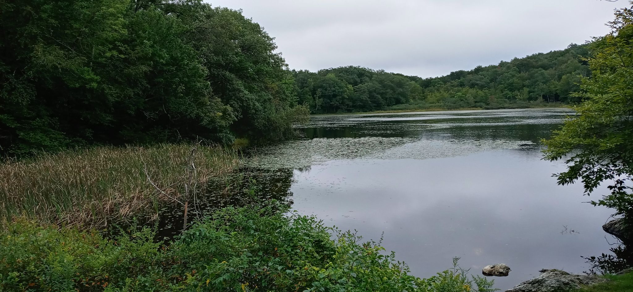 A calm lake with lily pads, surrounded by lush green trees under a cloudy sky. - Lulu Brook and Honwee Loop Trail
