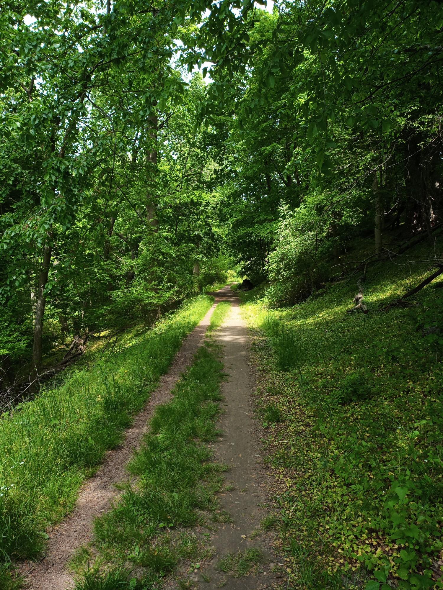 Sunlit dirt path winding through a dense, lush green forest.