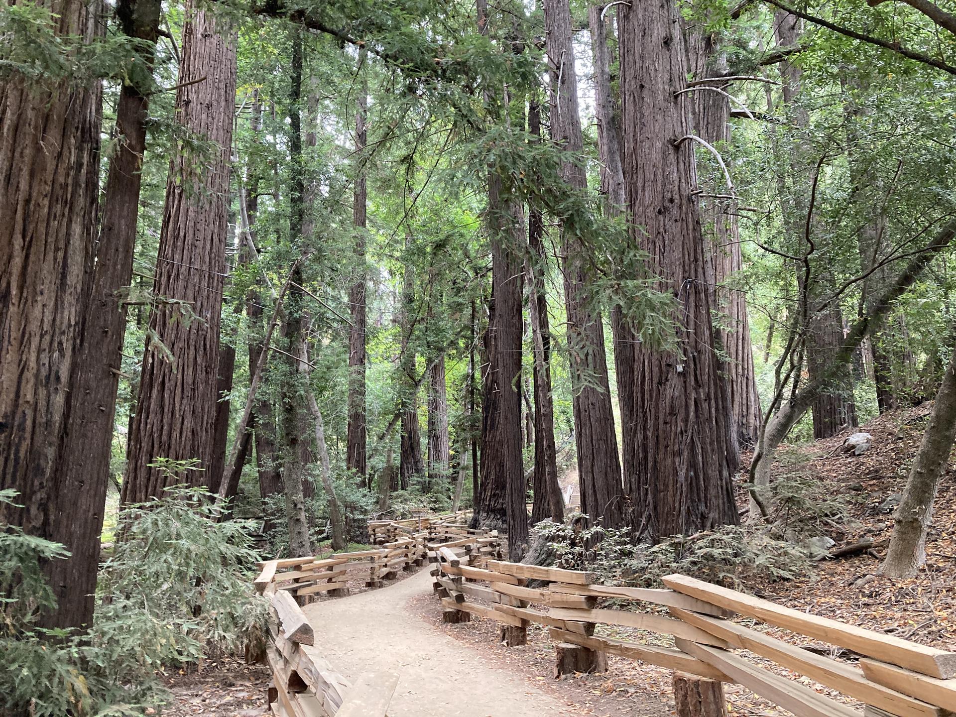 Winding wooden path through a tall, dense redwood forest.