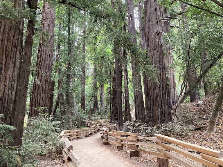 Buzzards Roost Trail über Redwood & River Path Schleife - Pfeiffer Big ...