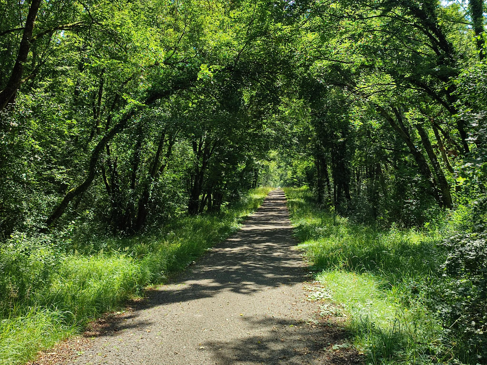 Belle Piste Cyclable à Travers La Forêt Domaniale De La Hardt - Cycle ...