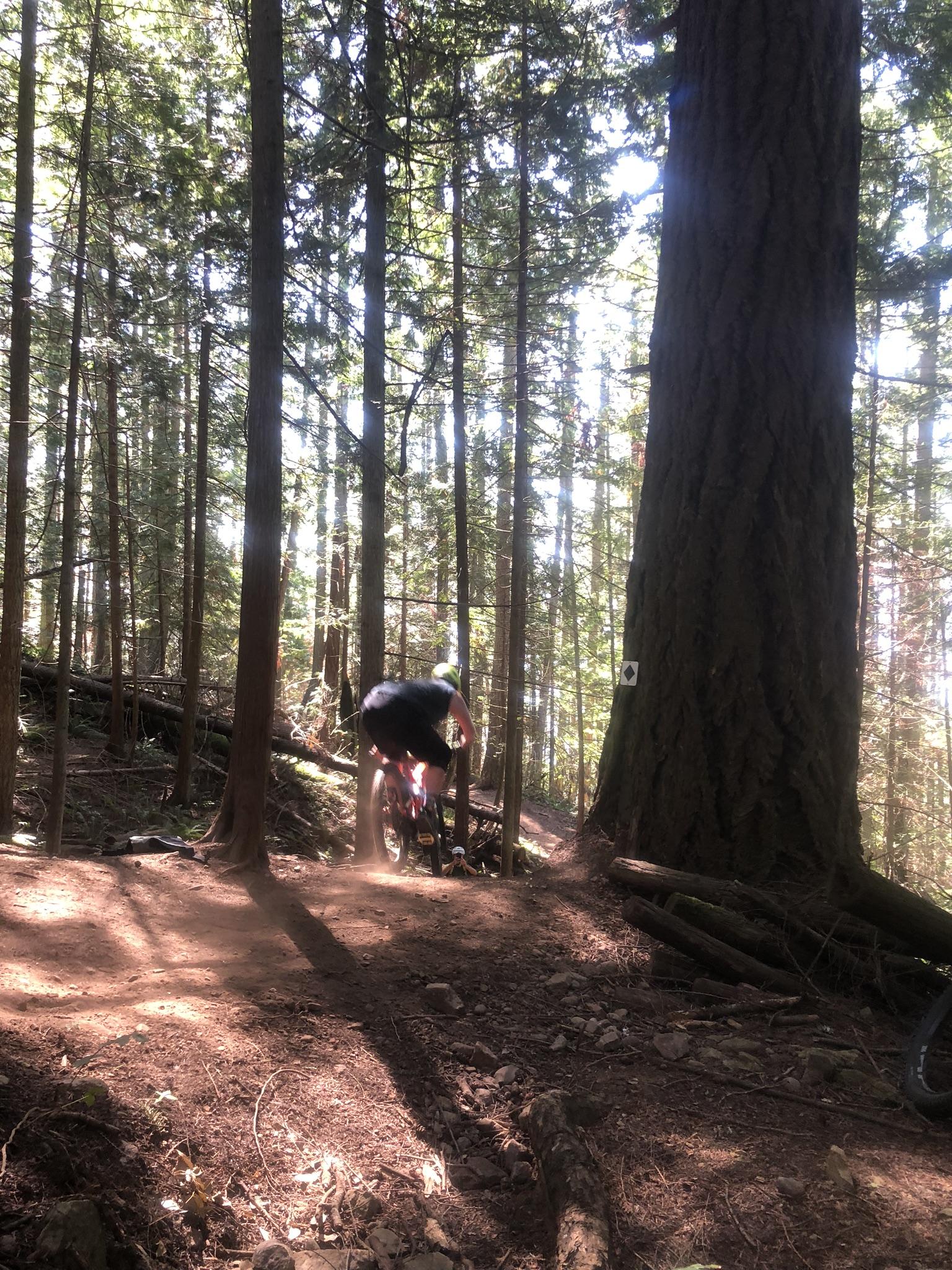 Mountain biker on a sunny forest trail, dappled light through tall trees.