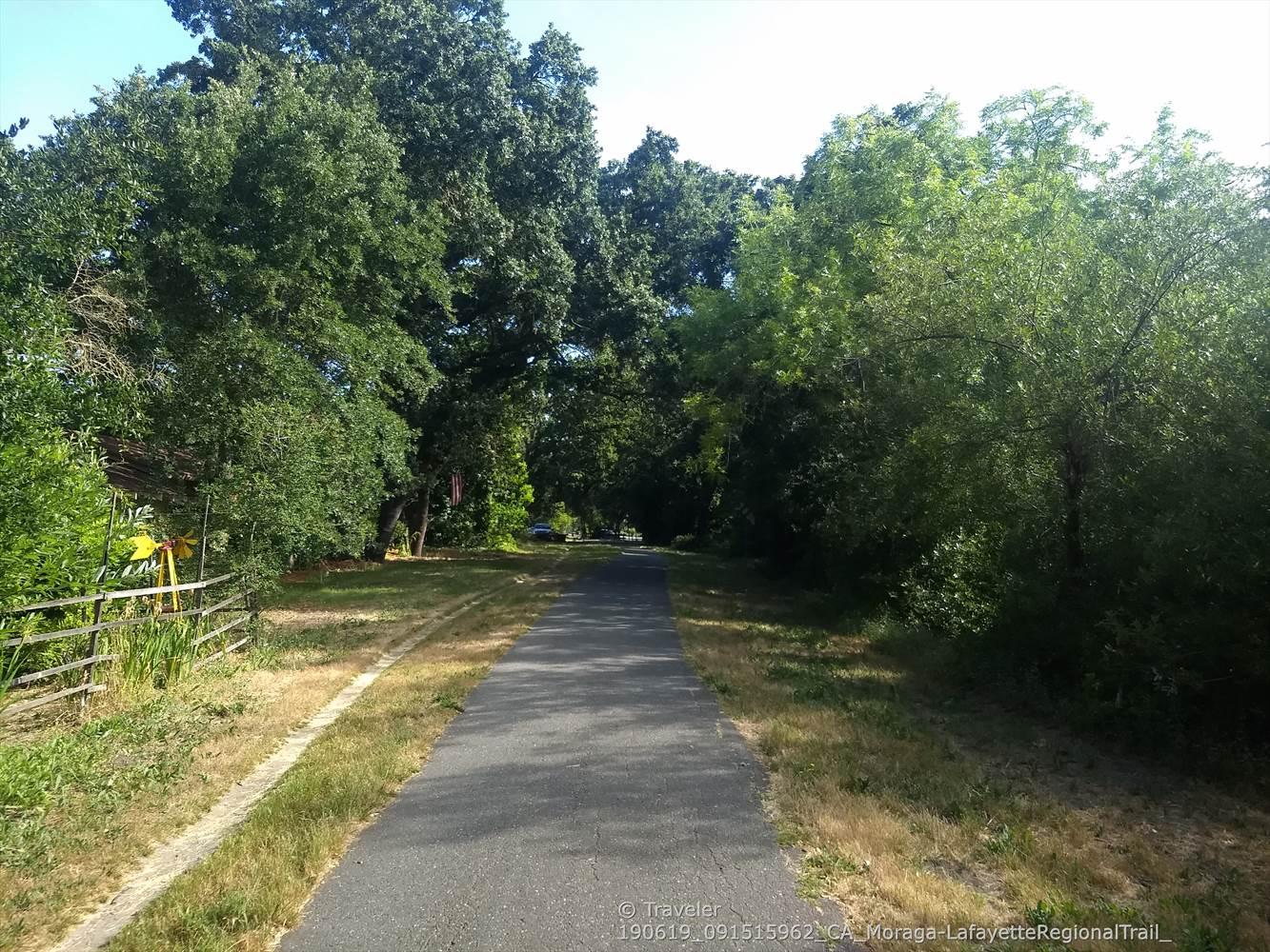 Paved path through dense green foliage, dappled sunlight.