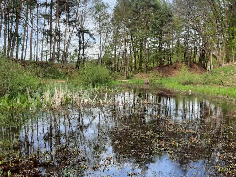 Teich im Wald MountainbikeTouren und Trails komoot