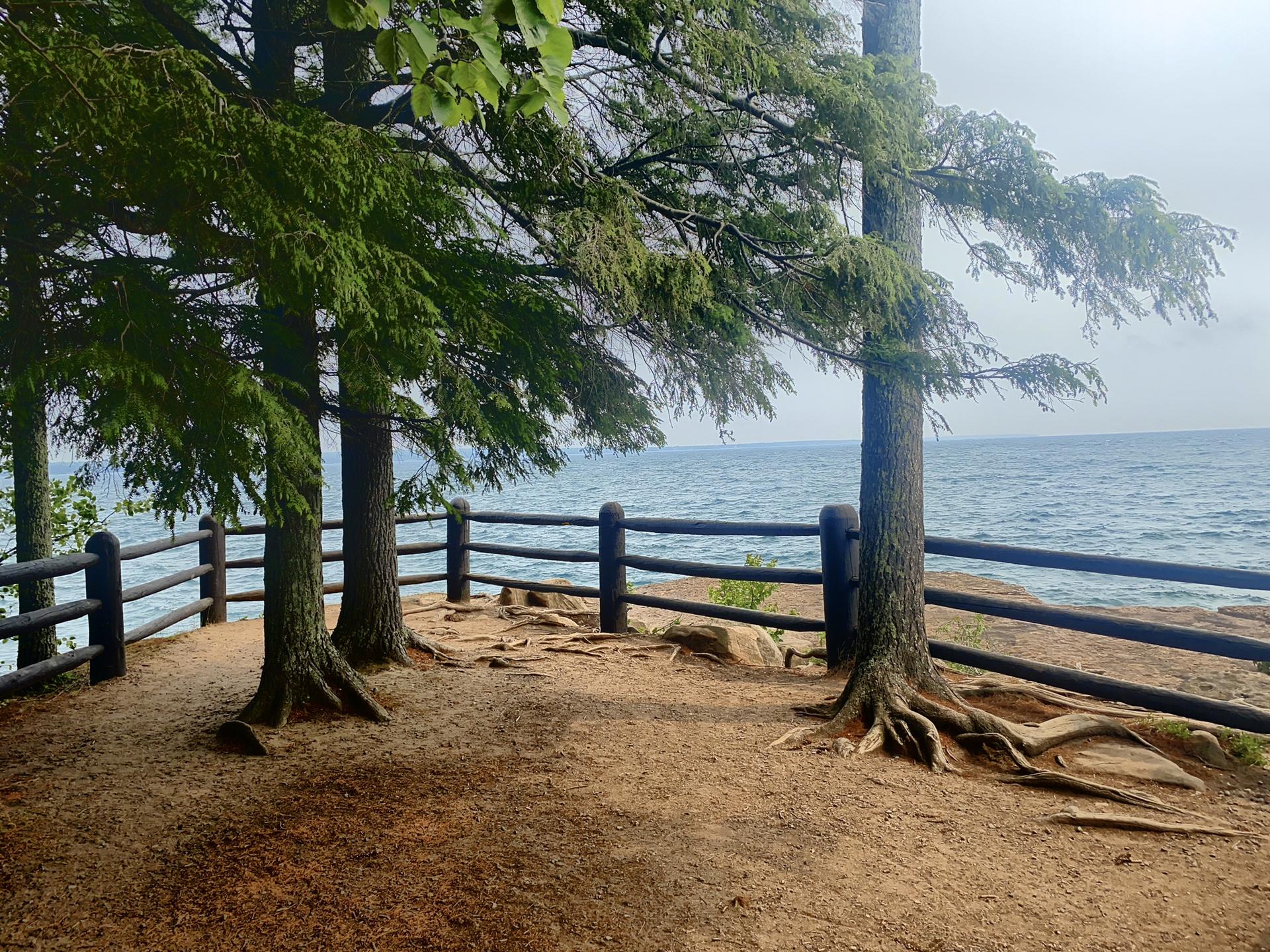 Overcast view of trees, exposed roots, and wooden fence by water.