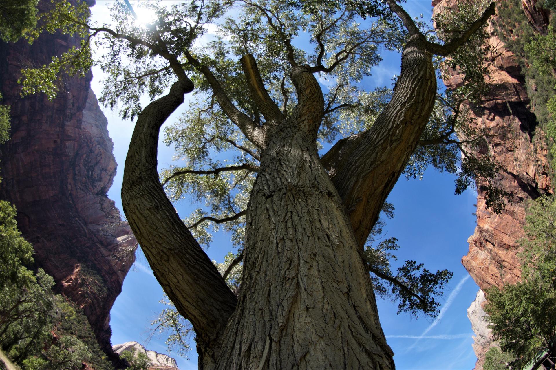Looking up at a large tree with thick branches against a bright blue sky.
