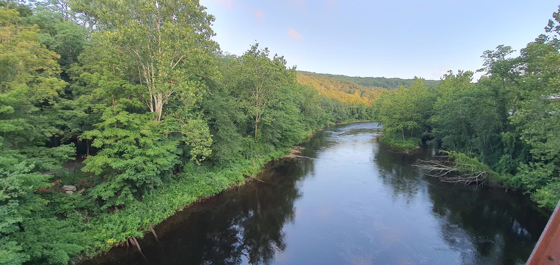 River flowing through a lush green forest under soft evening light.