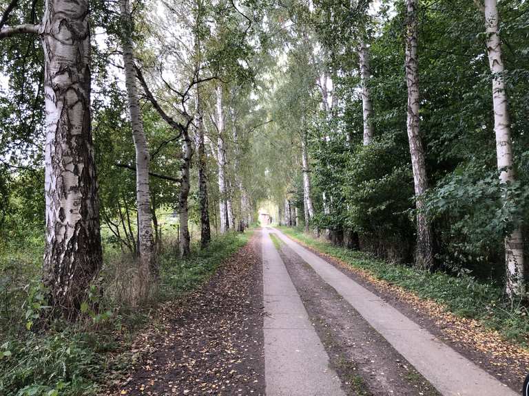 Kührener Teich wunderbare Birkenallee Runde von Preetz Fahrradtour