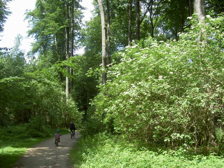 Volksdorfer Wald: Wanderungen und Rundwege | komoot