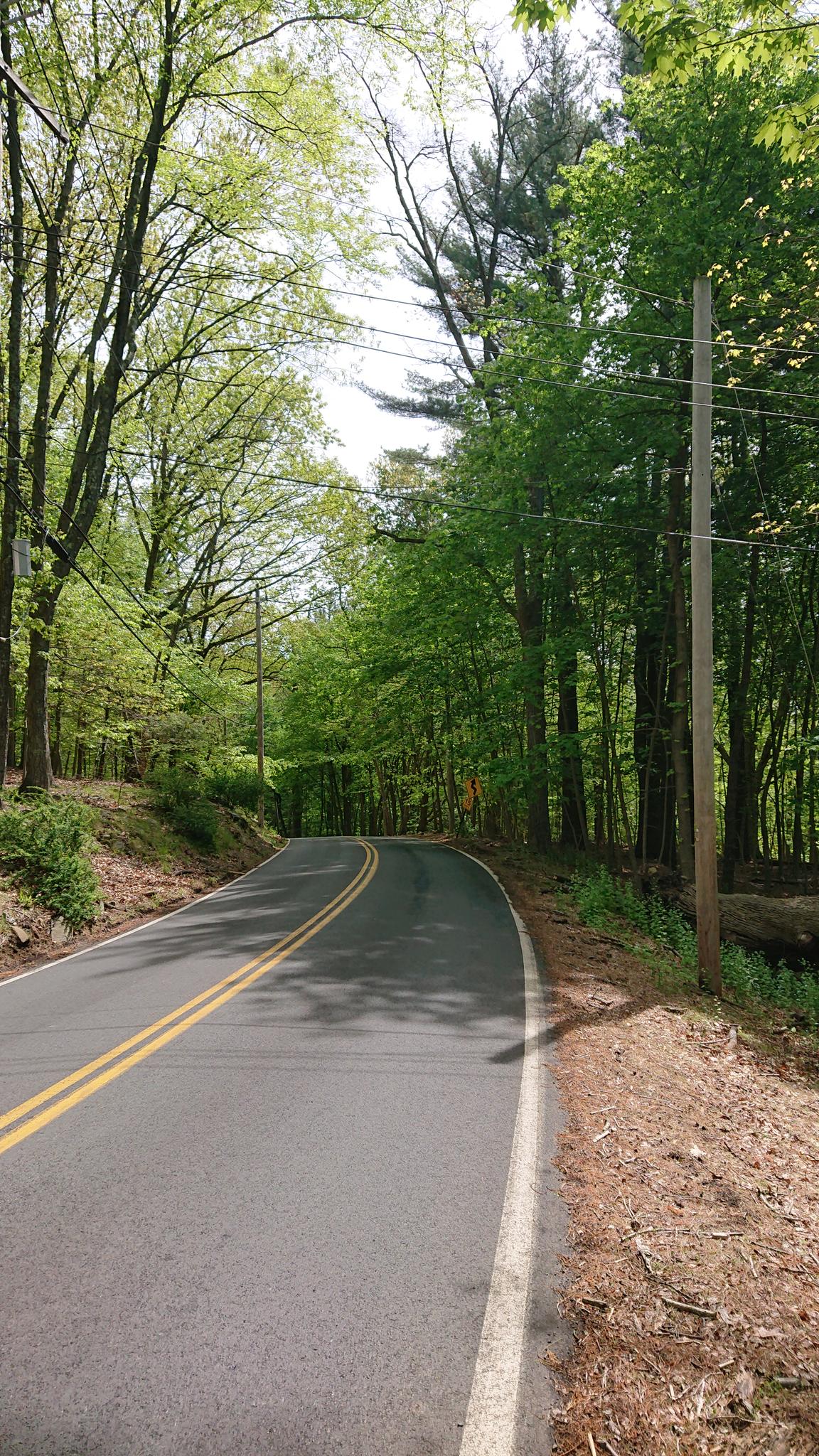 Curving road through a vibrant green forest under bright skies.