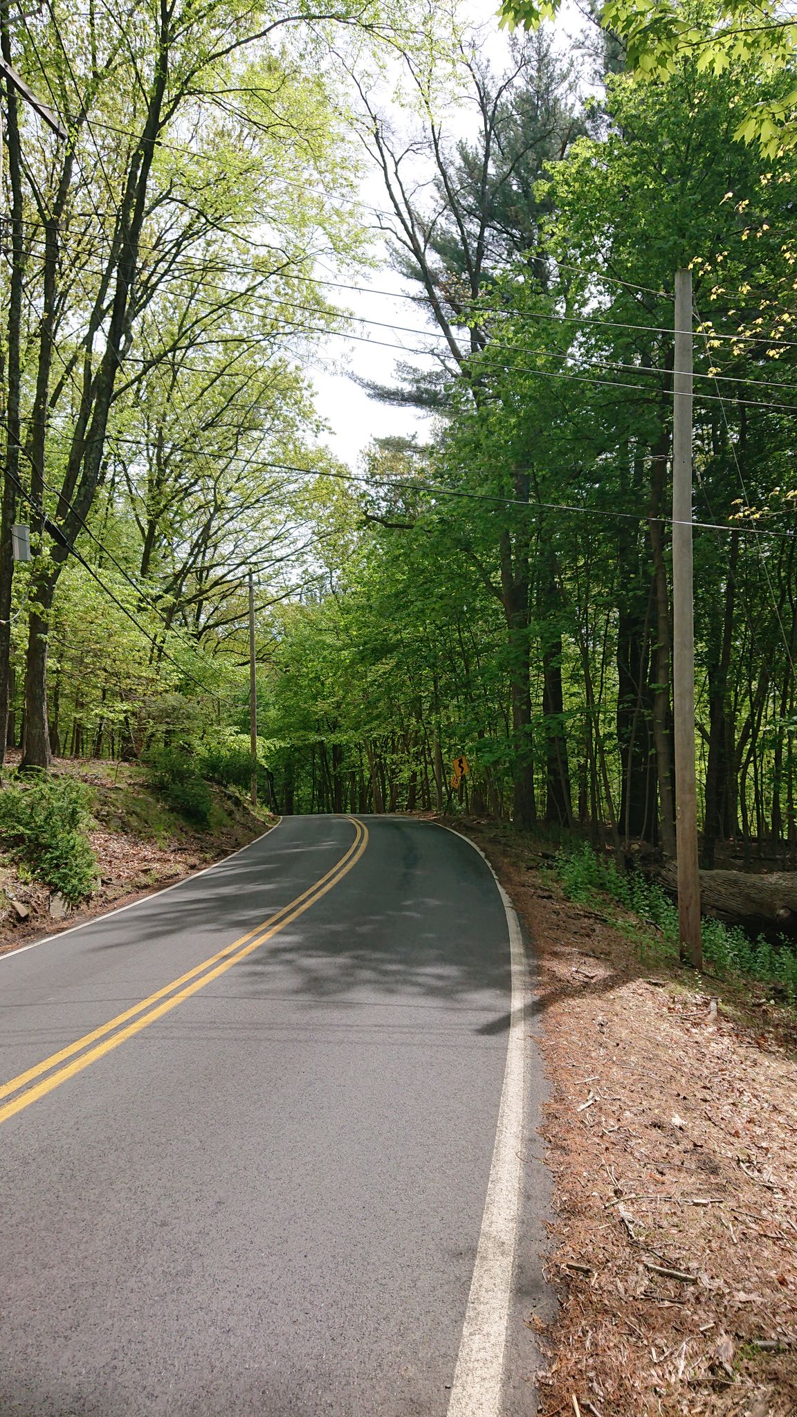 Curving road through a vibrant green forest under bright skies. - South Mountain Road Loop