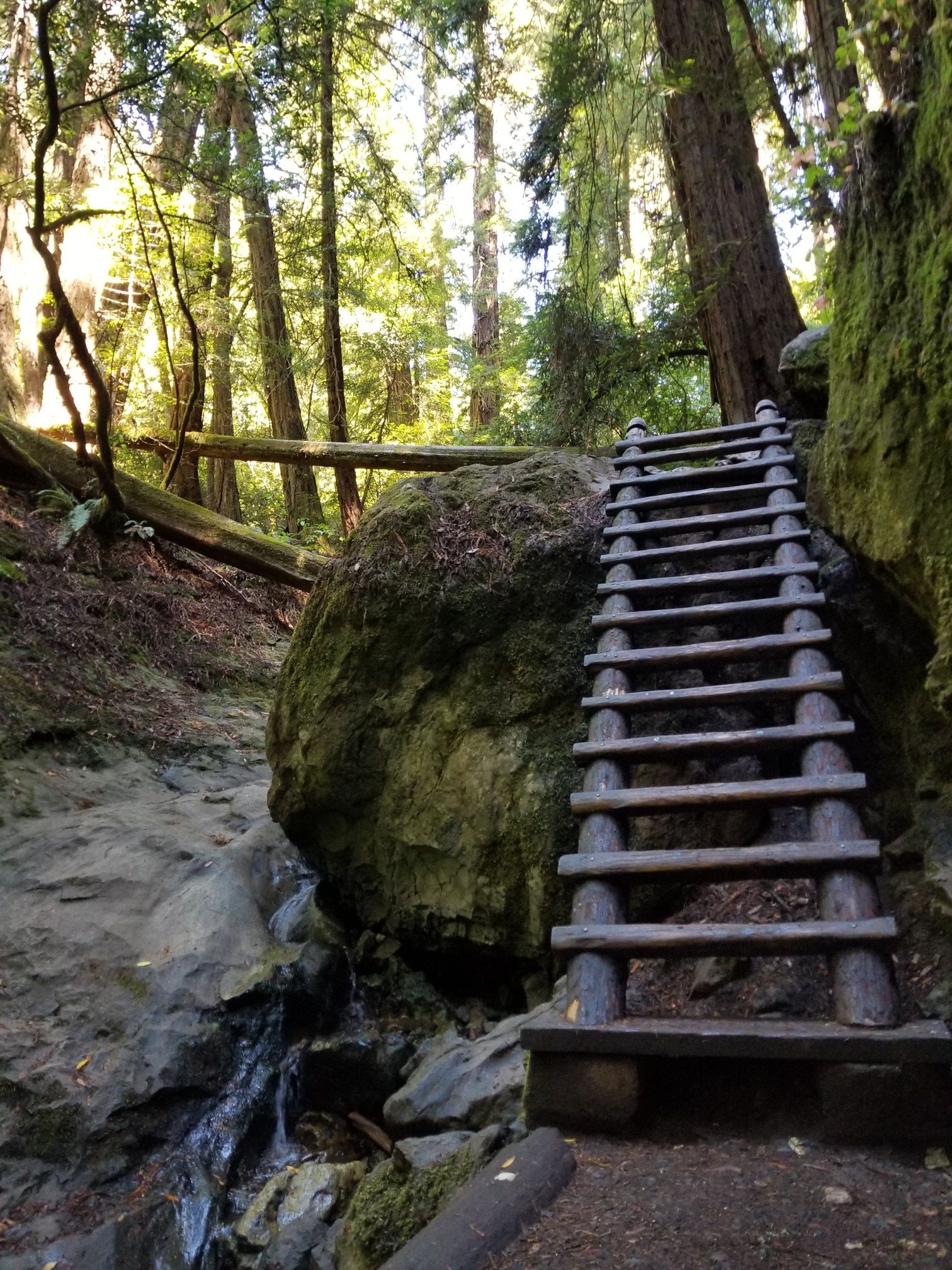 Wooden ladder next to a stream in a sunlit, mossy forest. - Steep Ravine and Dipsea Trail Loop
