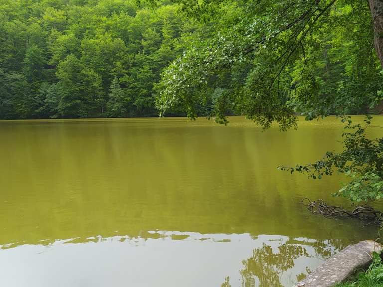 Schönsee: Wanderungen und Rundwege | komoot