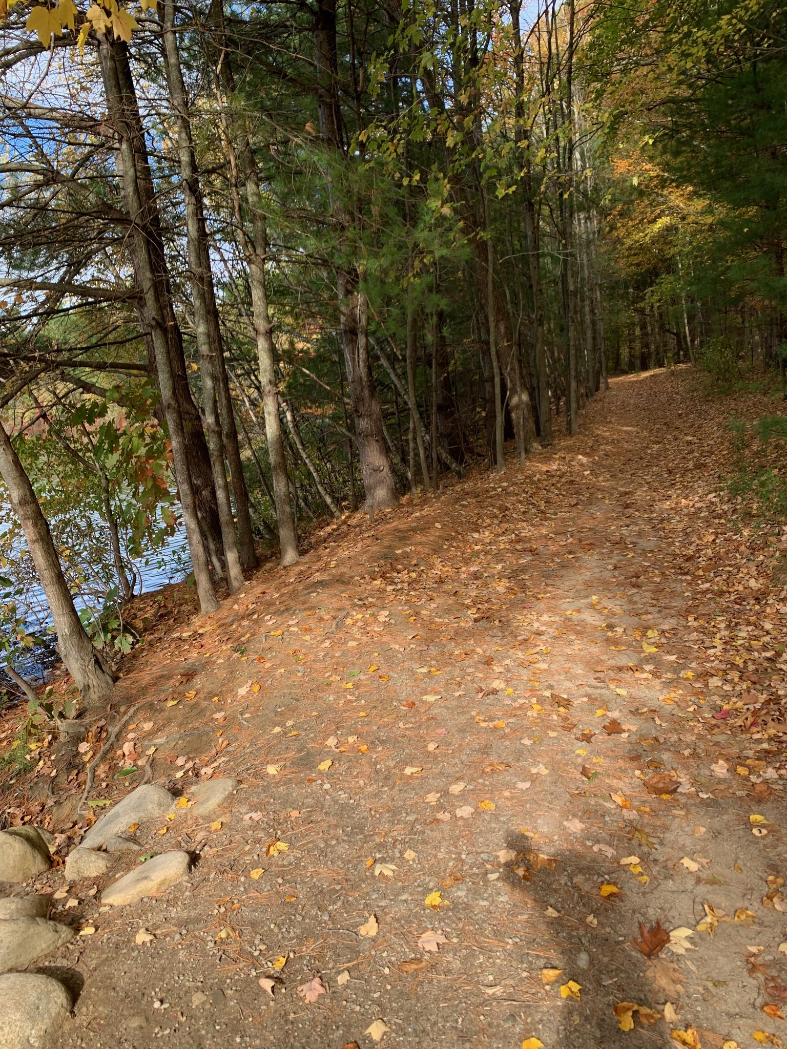 Sunlit dirt path covered in autumn leaves, beside a forested lake.