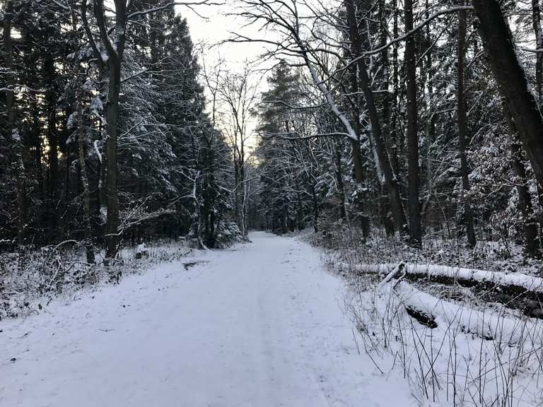 Tangstedter Forst Breiter Weg: Radtouren und Radwege | komoot