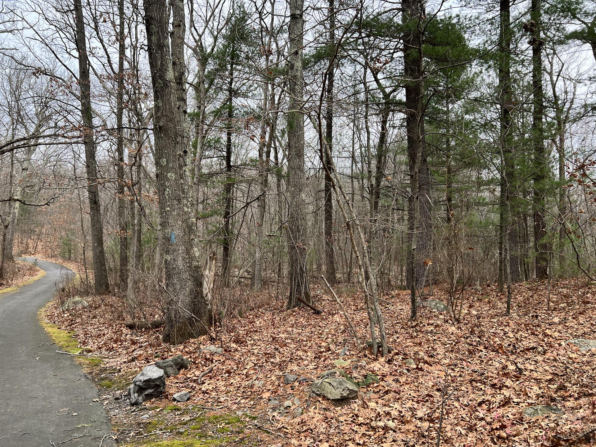 A paved path curves beside a winter forest with bare trees and fallen leaves.