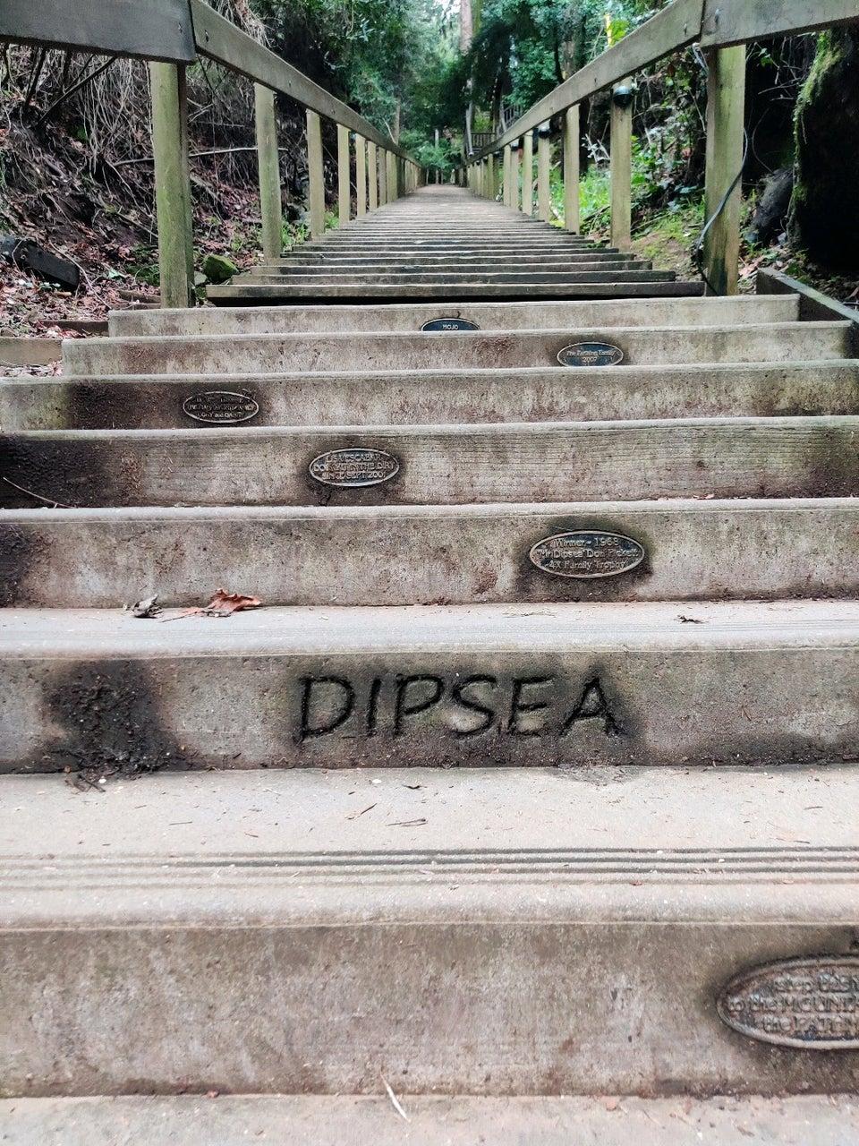 Long concrete staircase with wooden railings ascending through a forest.