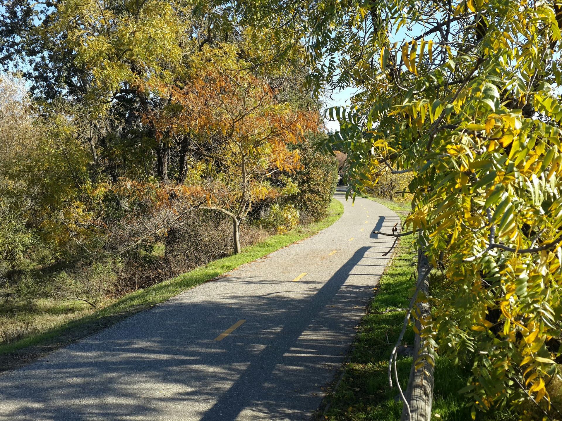 Sunny paved path winding through autumn trees with long shadows.