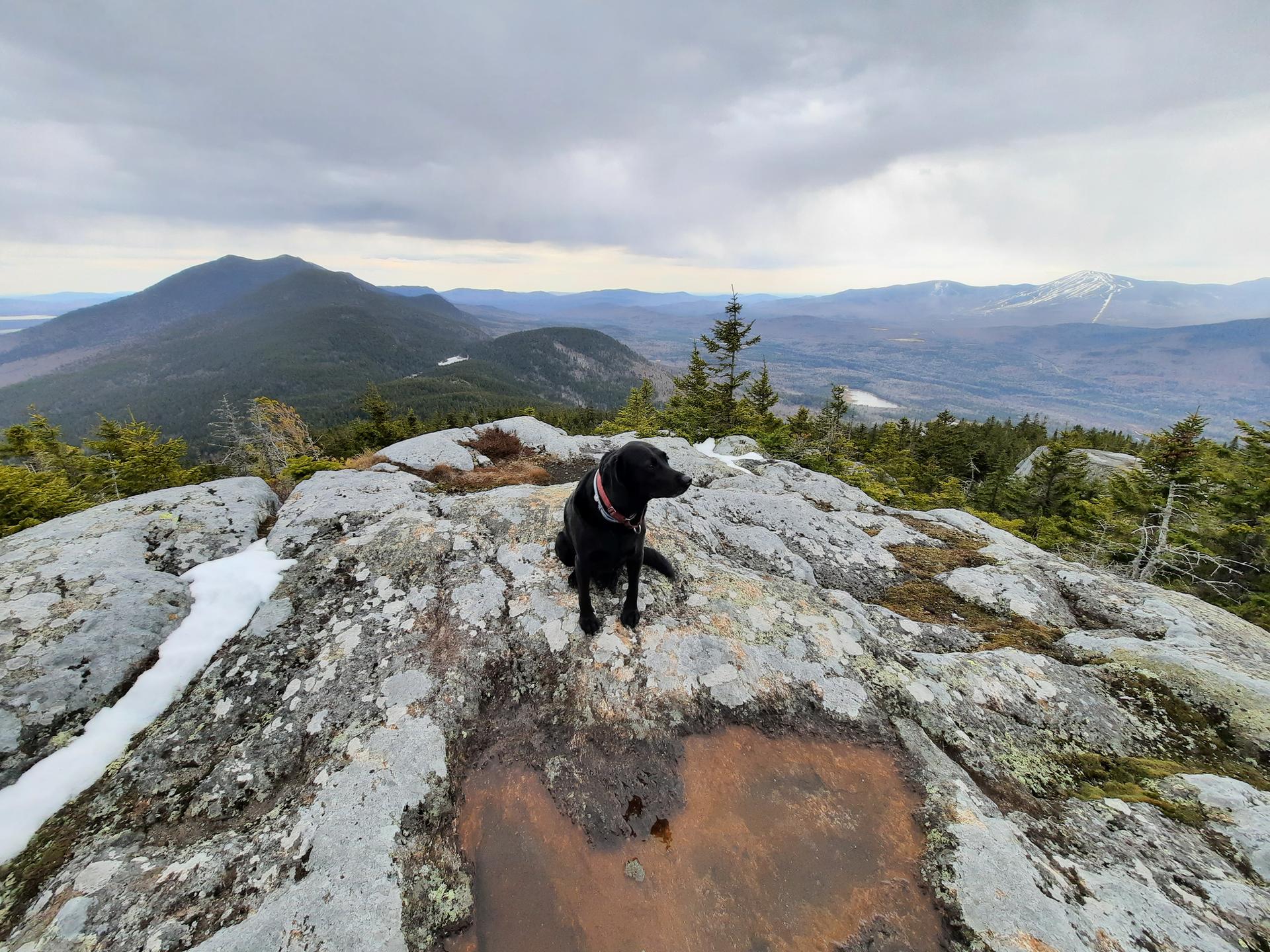 Black dog sitting on a rocky mountain peak under an overcast sky.