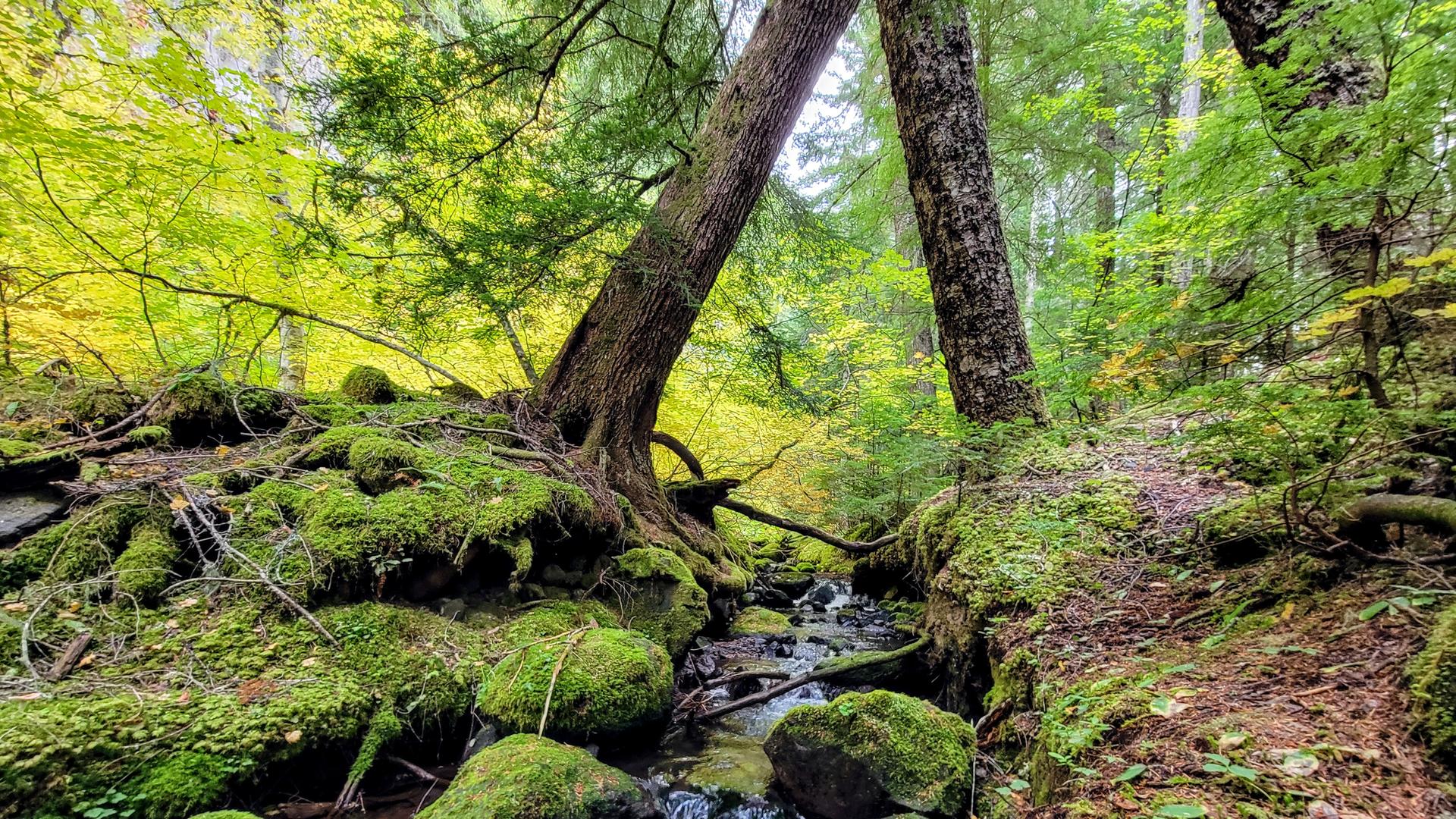 Lush green moss covers rocks and ground around a small forest stream.