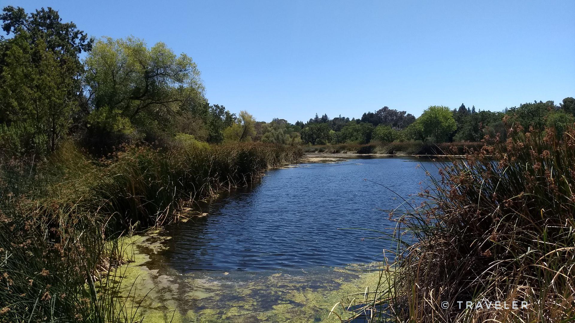 Serene pond with green algae and tall reeds under a bright blue sky.