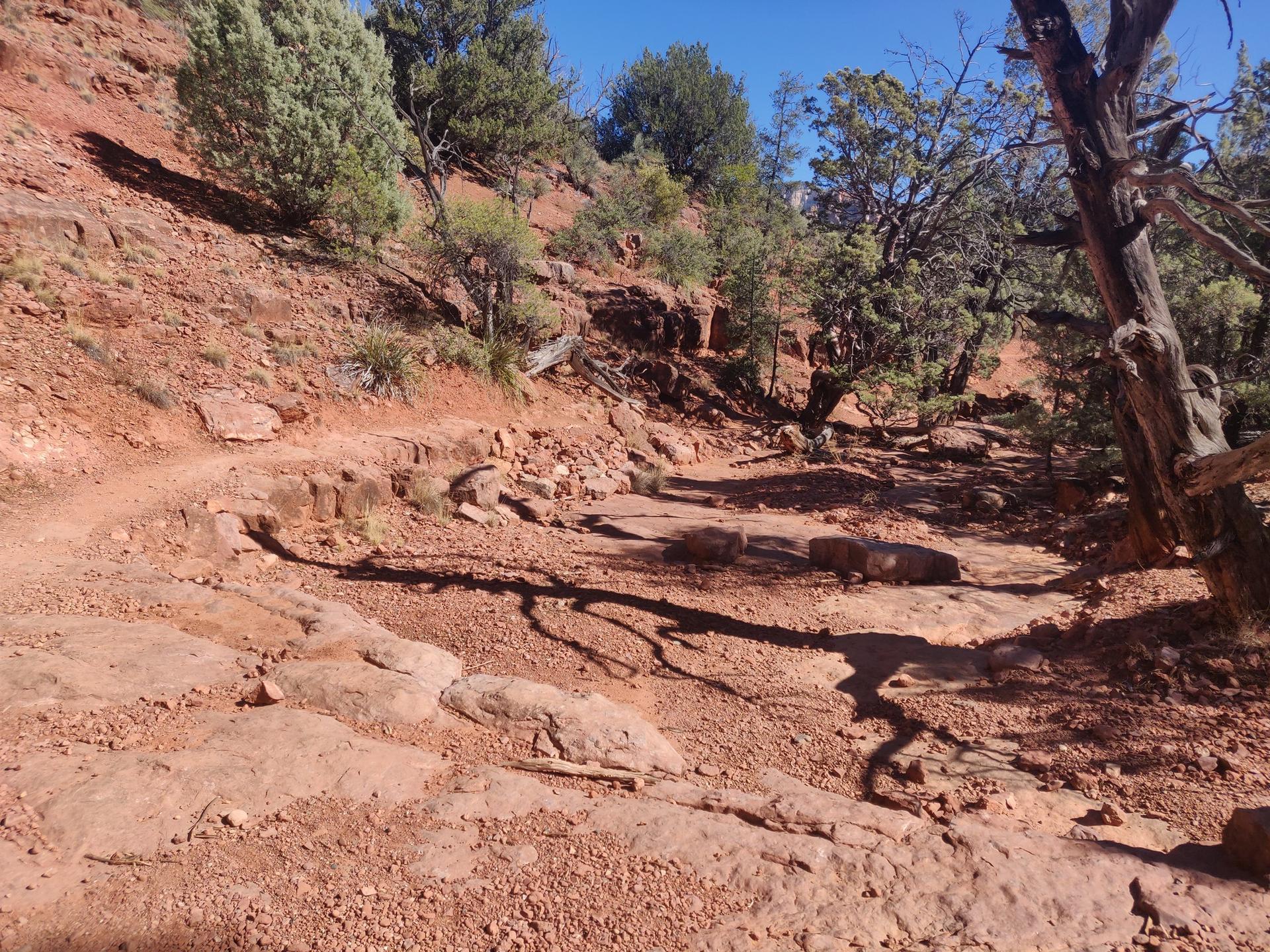 A sunlit, rocky dirt path winds through sparse trees and red earth.