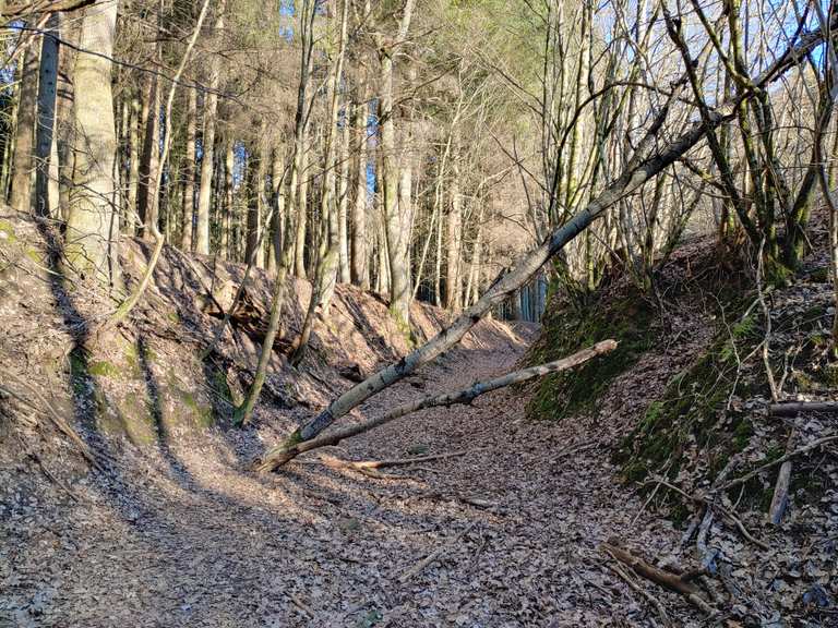 Schöner Hohlweg im Wald Wanderungen und Rundwege komoot
