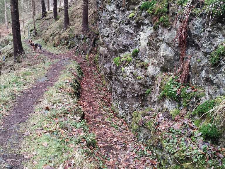 Dicke Tannen (HWN 45) Neuer Teich, Runde von Hohegeiß