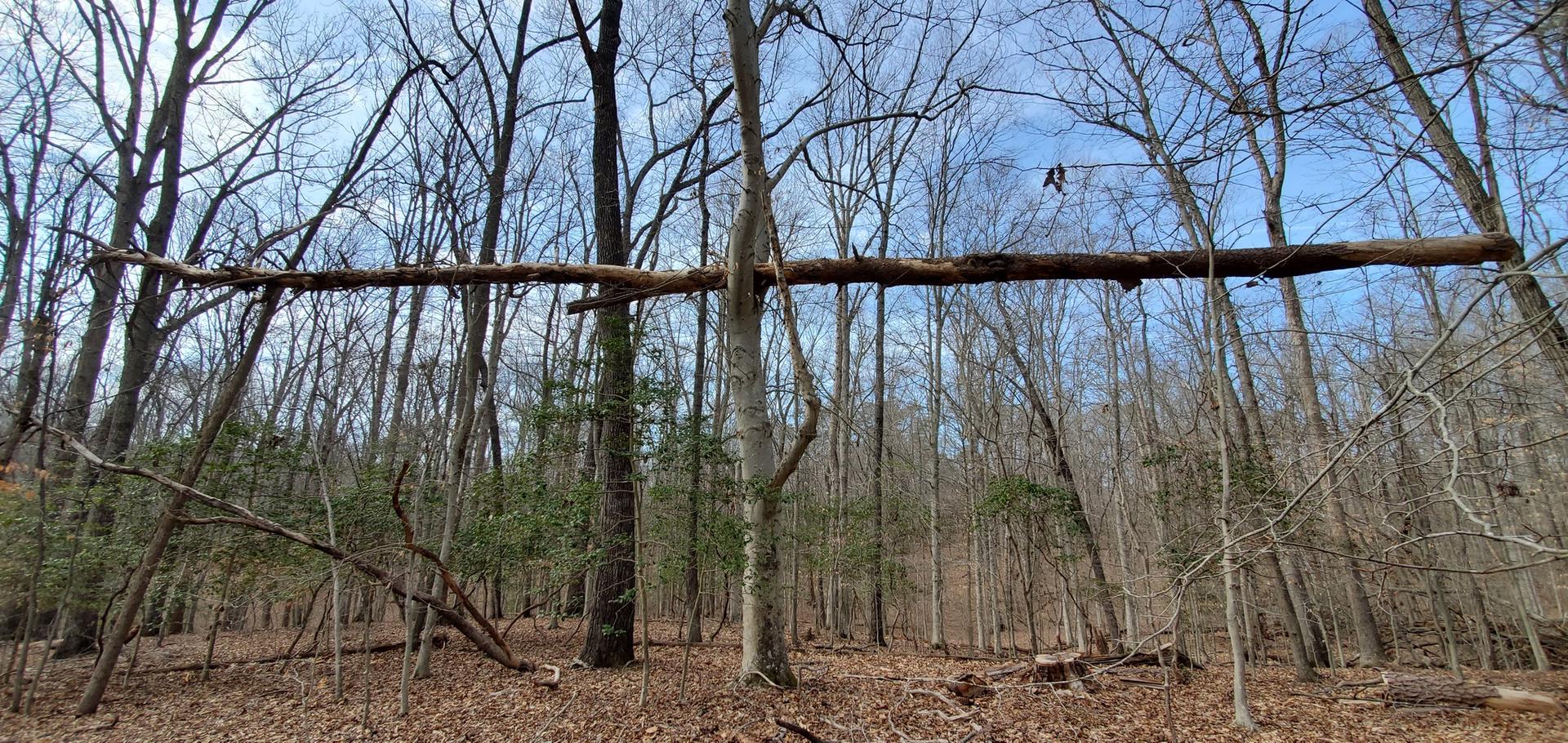A large fallen tree trunk rests horizontally between two standing trees in a bare forest.