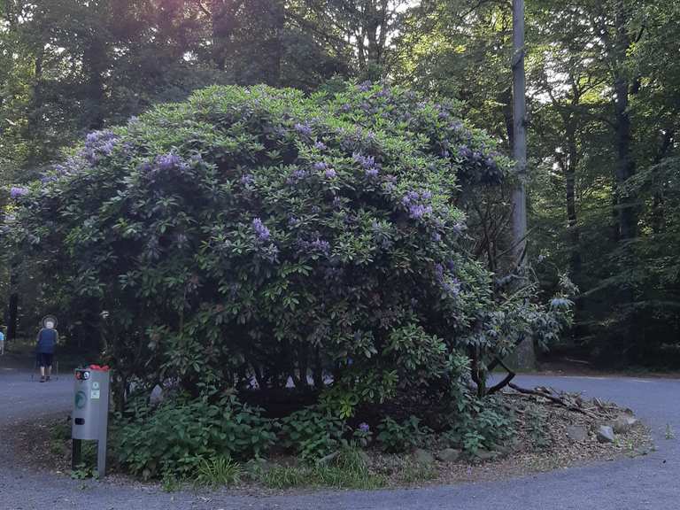 Rhododendron-Parkplatz  Wanderungen & Anfahrt | Komoot