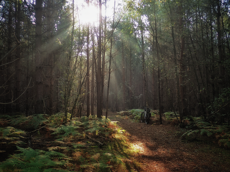 The Rendelsham Forest UFO Trail: Suffolk Coast & Heaths AONB | mountain ...