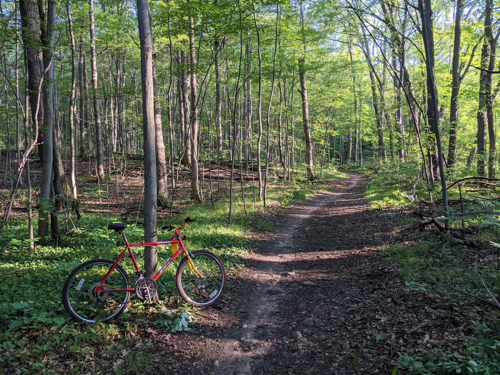 Red bicycle leaning by a dirt path in a sunlit green forest.