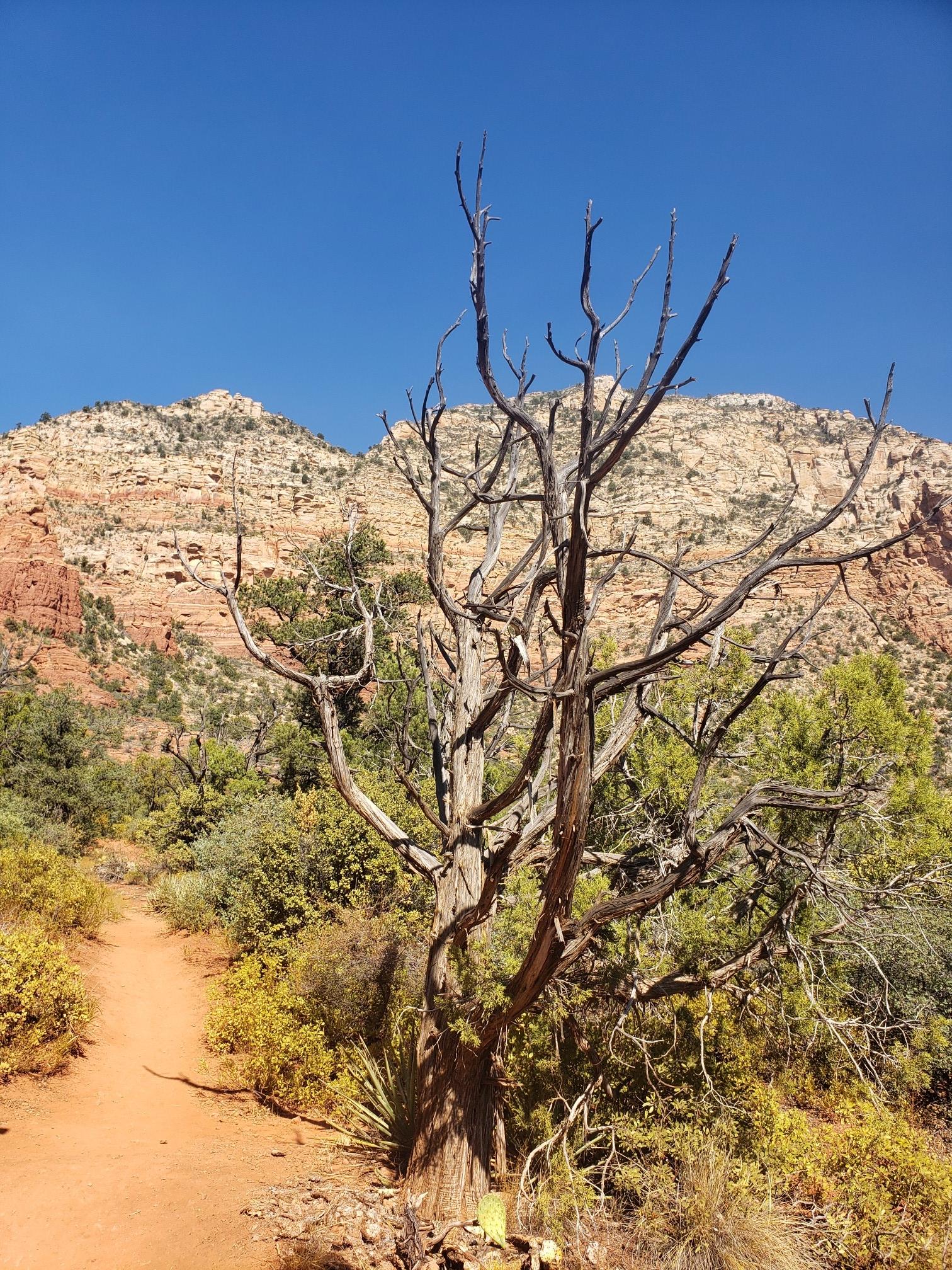 A dead, gnarled tree stands beside a dirt path, rocky mountains beyond.