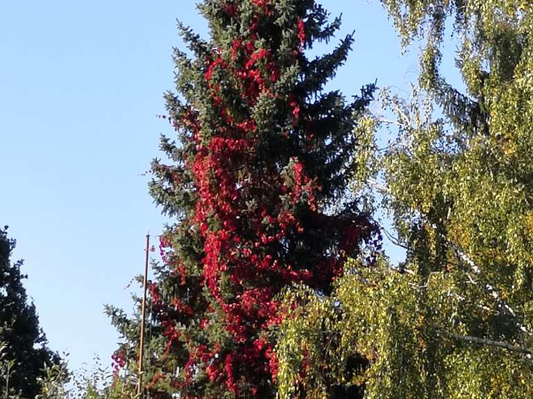 "brennender" Baum Radtouren und Radwege komoot